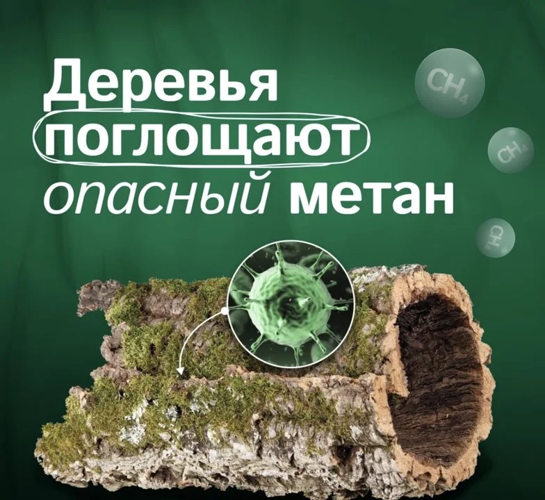 Деревья поглощают опасный метан 