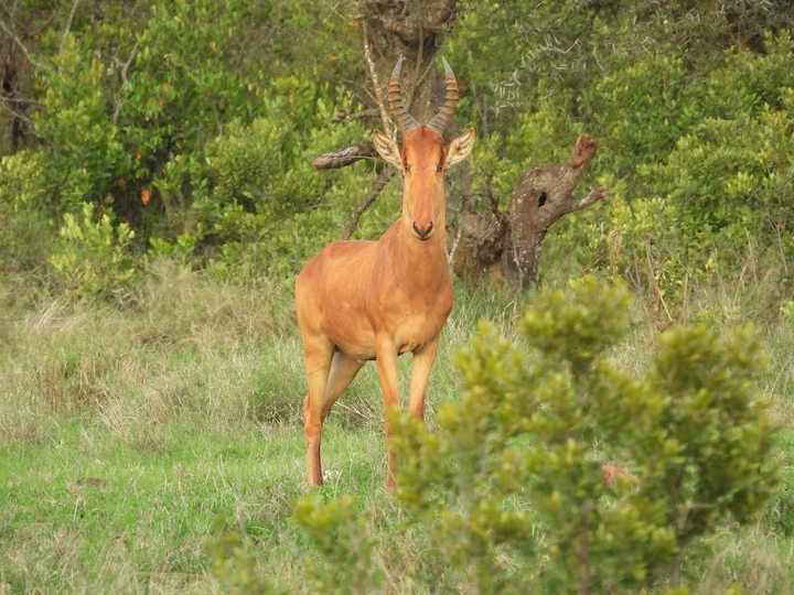 Antilope hartebeest