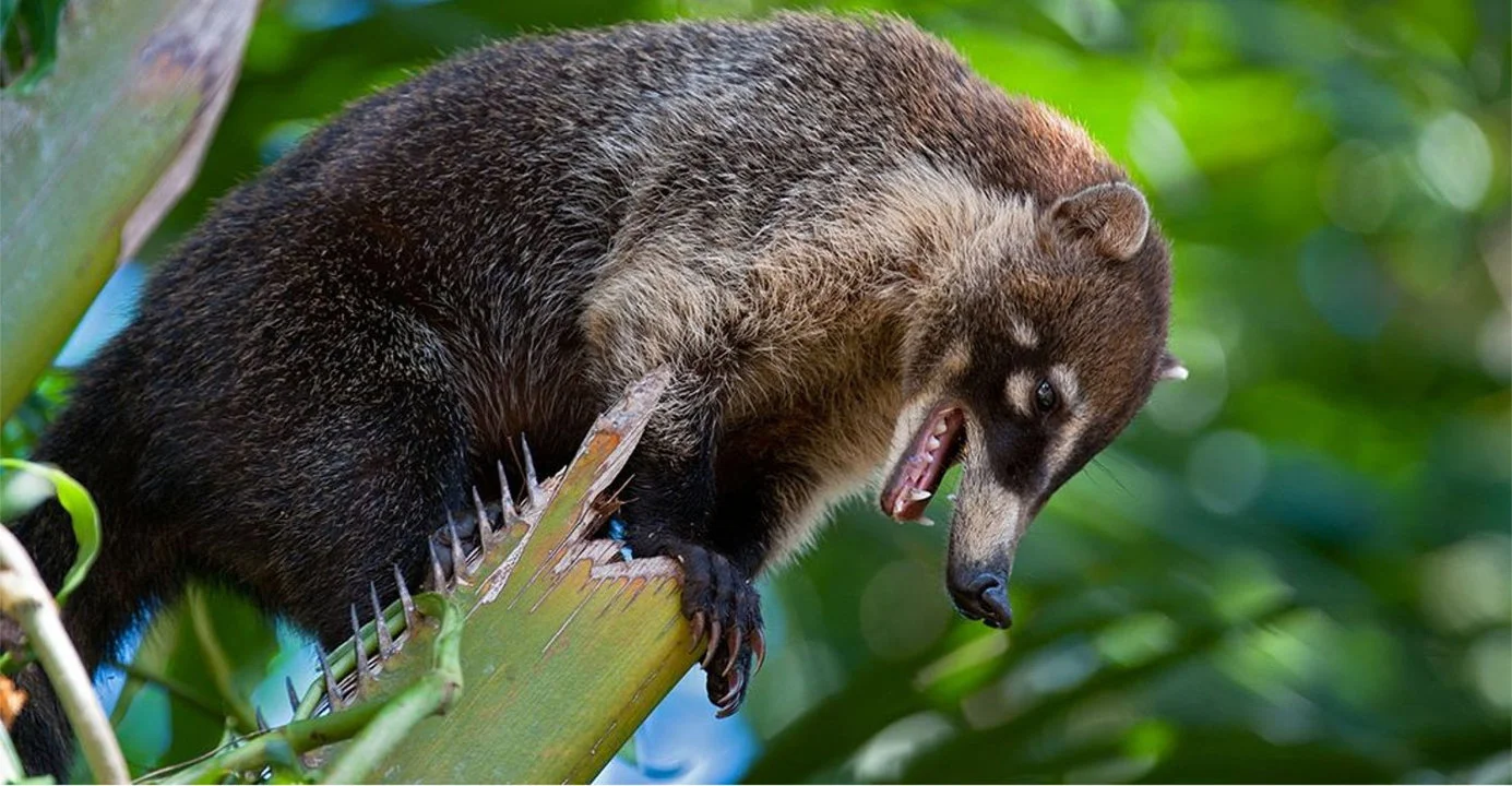 Nosukhi eller coati (lat. Nasua) er en slægt af små pattedyr af vaskebjørnfamilien, almindelig på begge amerikanske kontinenter. Deres spanske, franske og engelske navn "