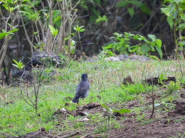 Javamyna (Acridotheres javanicus)