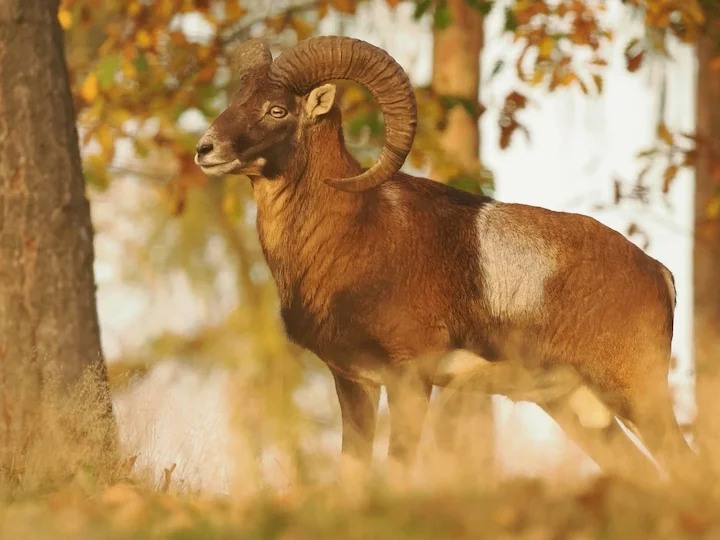 Moesmoes (Europese moesmoes) (Ovis aries musimon), 2 of 3