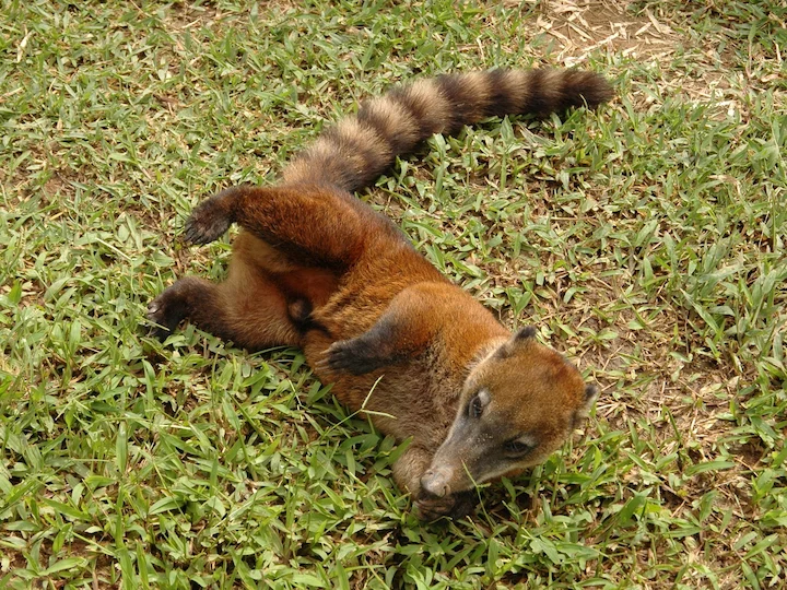 Koatis (Nasuas) (Nasua nasua), 2 of 3