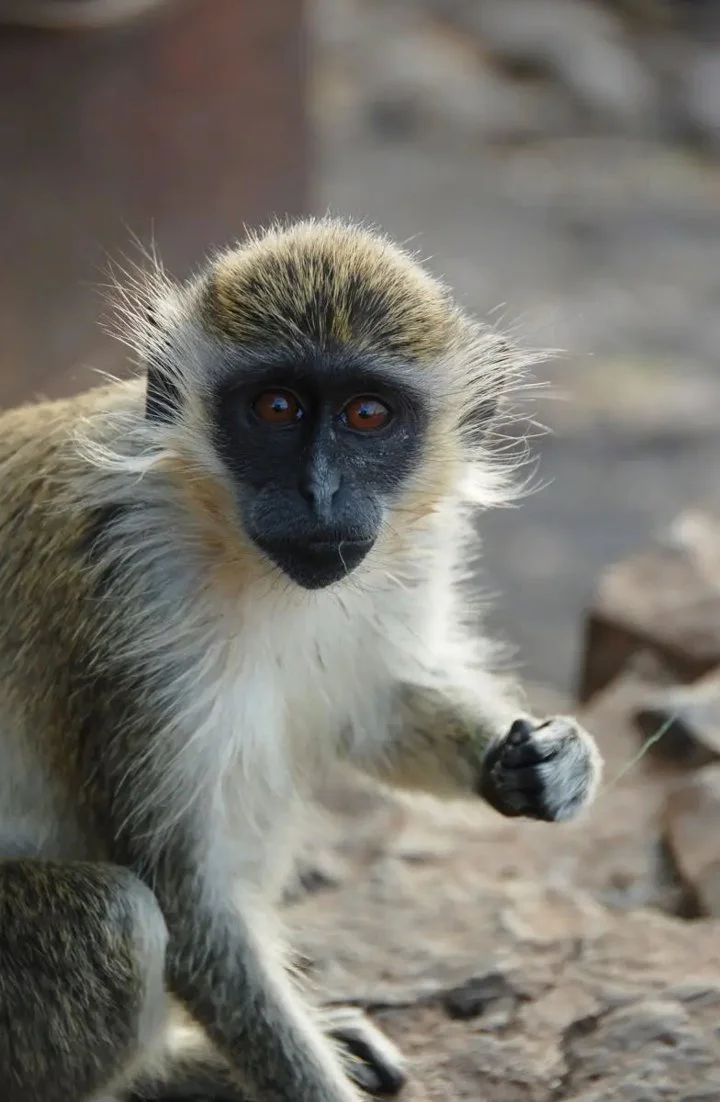 Grön apa (Vervetapa) (Chlorocebus sabaeus)