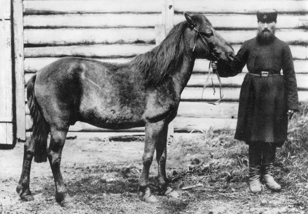 Тарпа́н (лат. Equus ferus ferus, Equus gmelini) — подвид дикой лошади, либо гибридная форма древних диких центральноевропейских лошадей и домашних восточноевропейских, ра