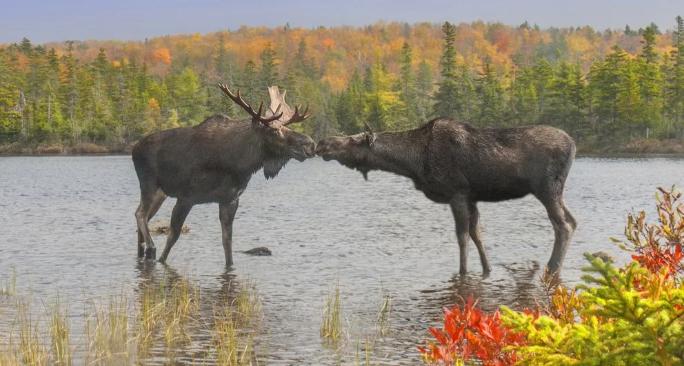 Älg (Skandinavisk älg) (Alces alces gigas)