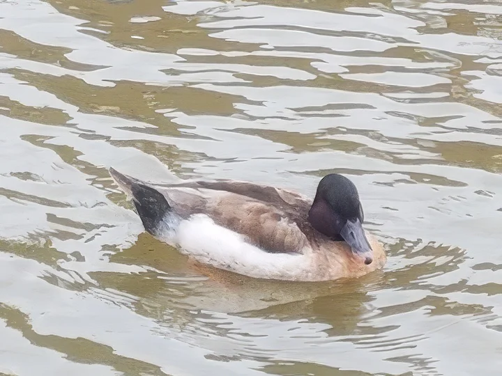 Crvenokrni nirok (Netta rufina)