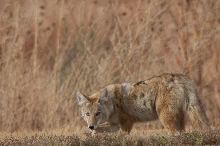 Tips for Nighttime Predator Hunters
Ditch the daylight for consistent coyote hunting action
Hunting at night can be one of the most effective ways to take coyotes. Like m