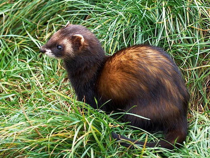European Polecat (Common Polecat, Furet (when domesticated)) (Mustela putorius putorius)