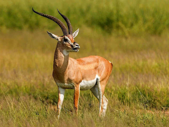Grantgazelle (Robertse grantgazelle) (Nanger granti robertsi), 3 of 3