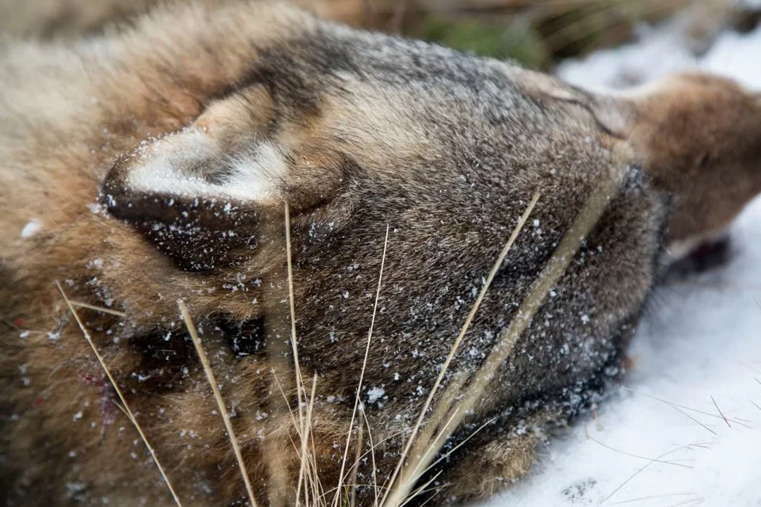 Wolf with Finnish-Russian Origins Shot from Helicopter in Northern Sweden - DNA Analysis Reveals Surprising Migration St…