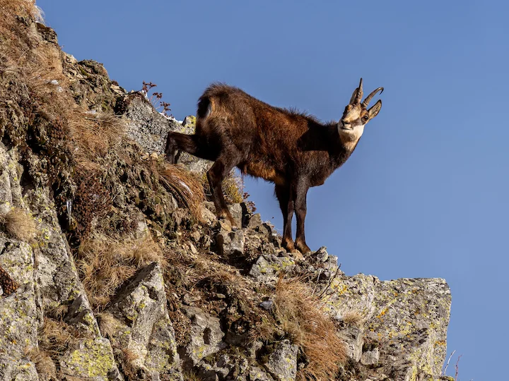 Gemsbok (Reebok)