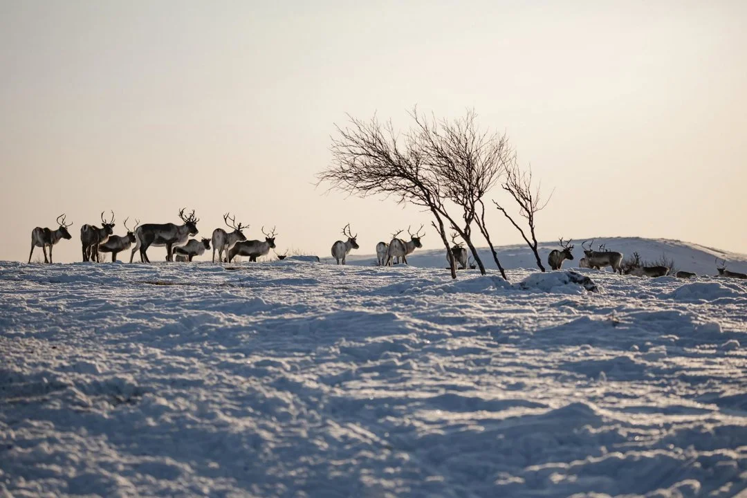 Utsjoki Hunting: Clubs and Communities, Geography, Demographics, Legislation, and Seasons