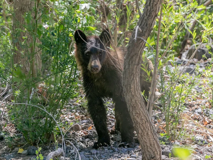 Ամերիկյան սև արջ (Ռուիզի արջ)