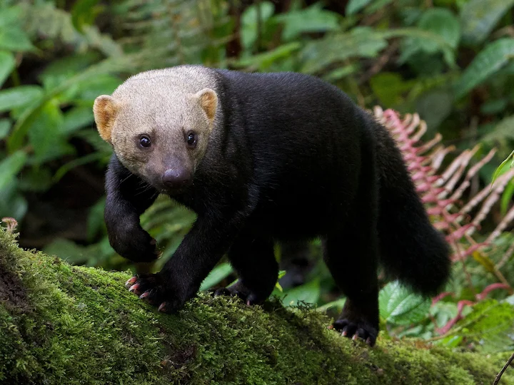 Tayra (Honungsgrävling) (Eira barbara)