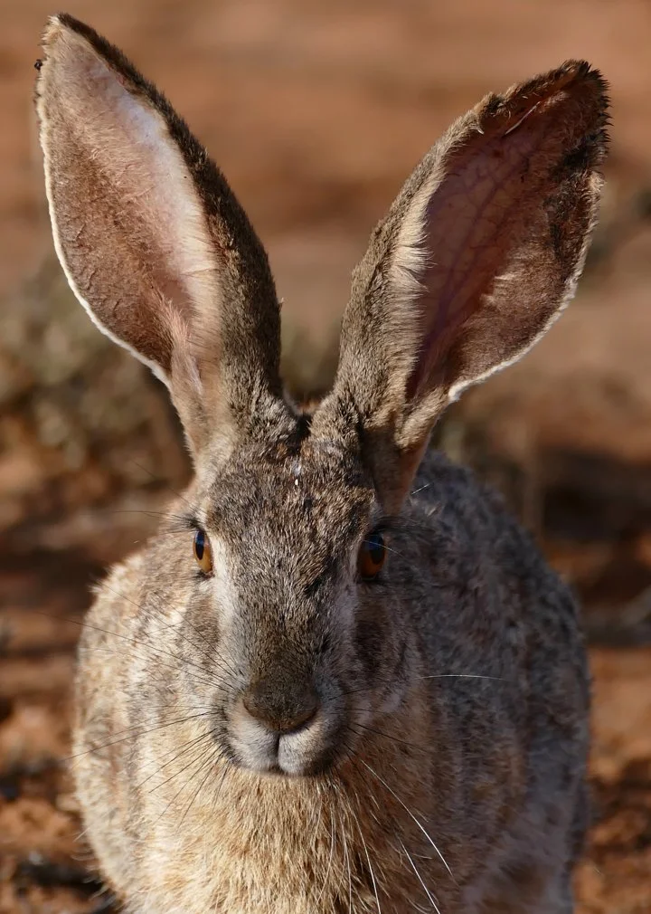 Stenhare (Lepus saxatilis)