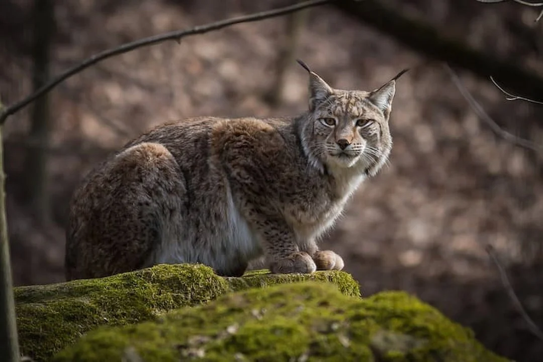 Luchs Pfälzerwald eingeschläfert Luchs Pfälzerwald eingeschläfert