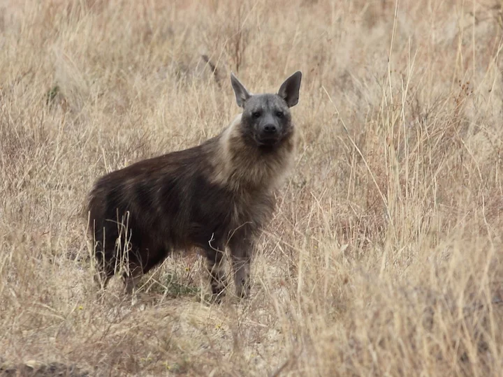 갈색 하이에나 (Parahyaena brunnea)