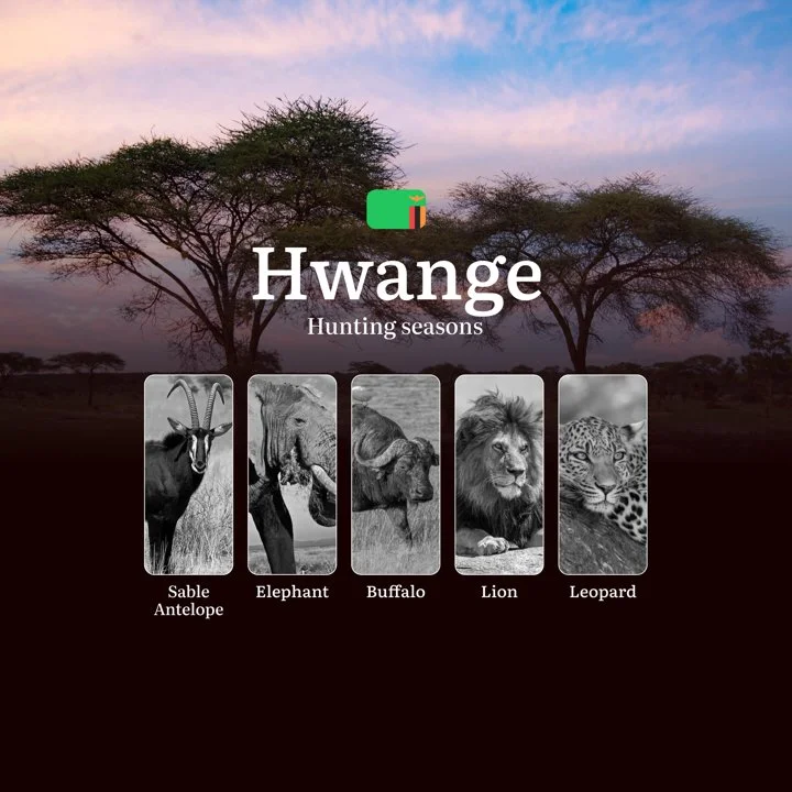 Where the Kalahari Whispers: Hunting Seasons, Bans, and Battles in Hwange’s Wild Heart