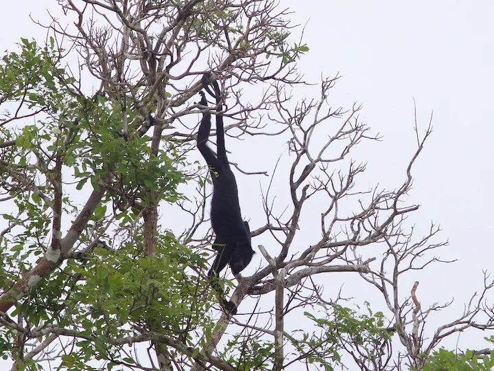 Ամազոնյան սև ճիչըղբեր (Alouatta nigerrima)