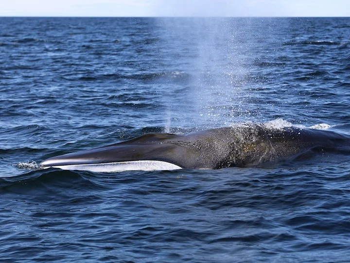Finnwal (Seitenflosser) (Balaenoptera physalus physalus)