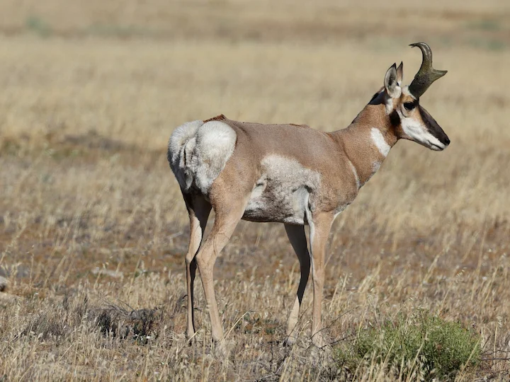 Gabelbock (Pronghorn) (Antilocapra americana)