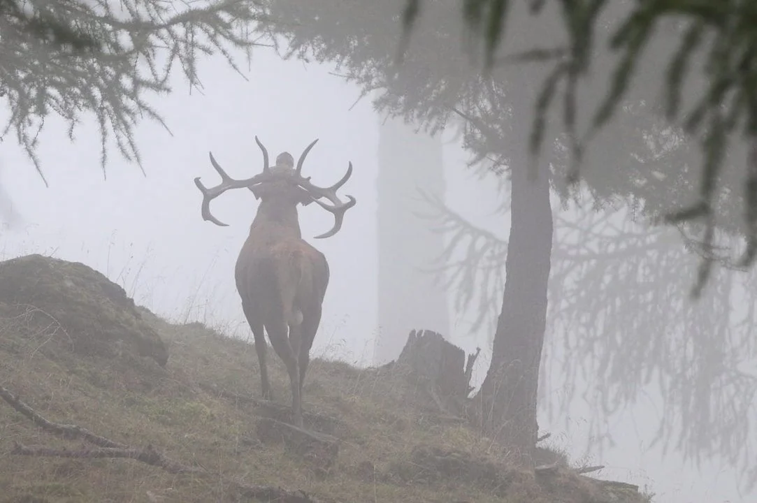 Jagd im Bezirk Porrentruy (Kanton Jura), Schweiz: Besonderheiten, Jägerschaft, Jagdweisen, Wildarten, Jagdphasen, Vorsch… Jagd im Bezirk Porrentruy (Kanton Jura), Schweiz: Besonderheiten, Jägerschaft, Jagdweisen, Wildarten, Jagdphasen, Vorsch…