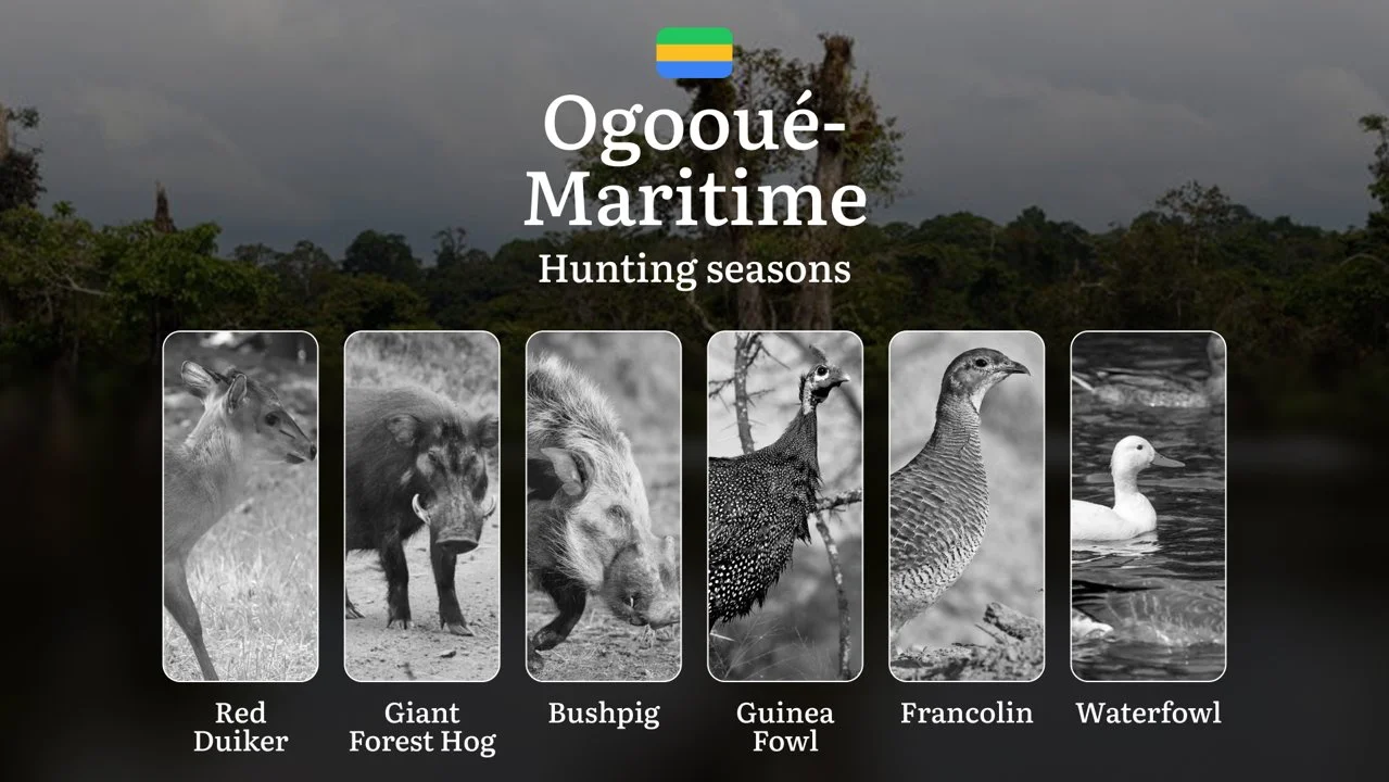 Hunting Seasons in OGOOUÉ-MARITIME: Key Hunting Periods, Regional Regulations, Legal Requirements, Protected Species and…