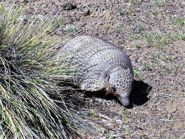 Pichi (Kaapse pogi) (Zaedyus pichiy), 2 of 3