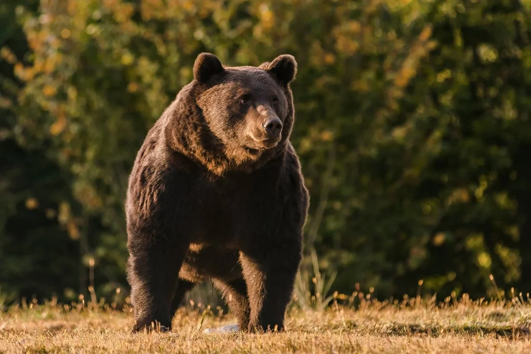 Jagd in Balzers, Liechtenstein: Jagdtypen, Saisonzeiten, Demografie der Jäger, Naturräume, Vereine, Interessante Fakten
Balzers, die südlichste Gemeinde Liechtensteins,