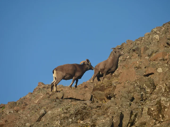 Sneeuwskaapsnoet (Noordelike sneeuwskaap) (Ovis nivicola borealis), 2 of 3