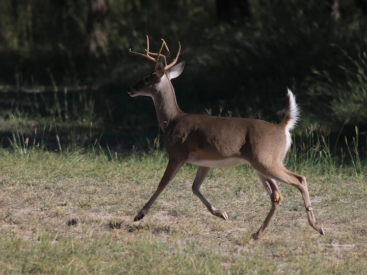 Weißwedelhirsch (Virginia-Wapiti) (Odocoileus virginianus texanus)