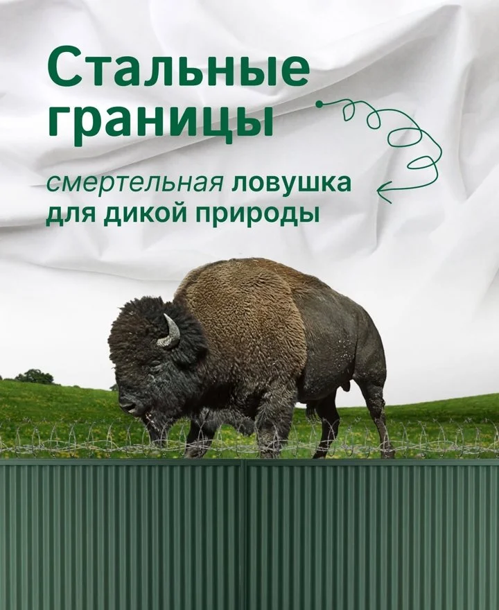 В последнее время в Европе активно возводятся разделительные заграждения, но цена таких барьеров - благополучие природы.