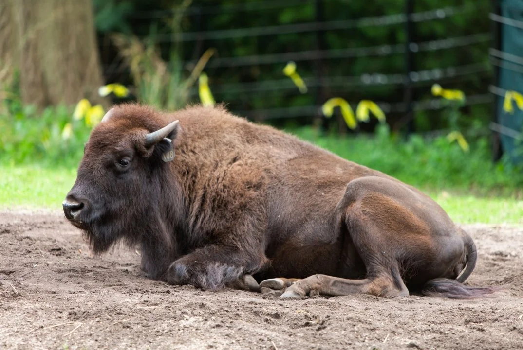 Բիզոն (Ամերիկյան բիզոն) (Bison bison bison), 5 of 5