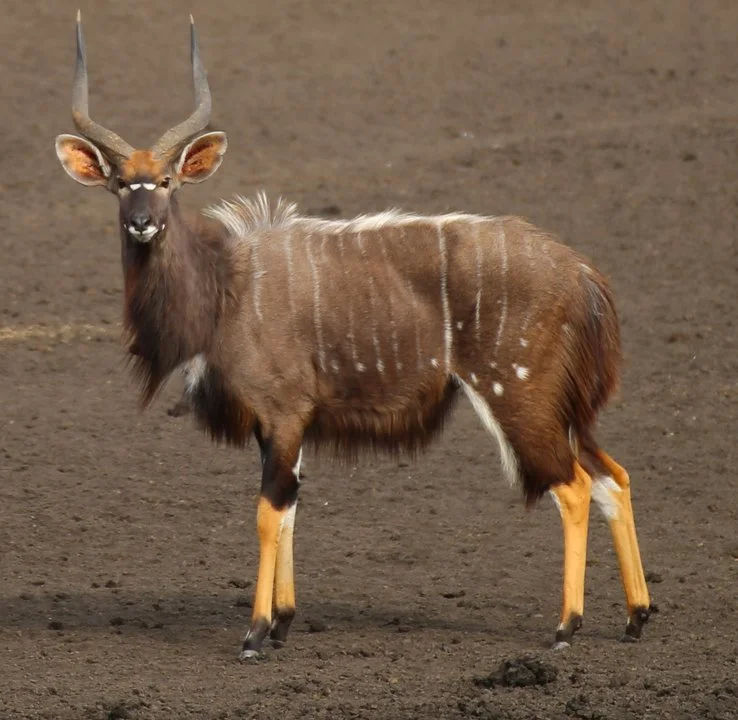 Nyala (Bosnyala) (Tragelaphus angasii), 5 of 5