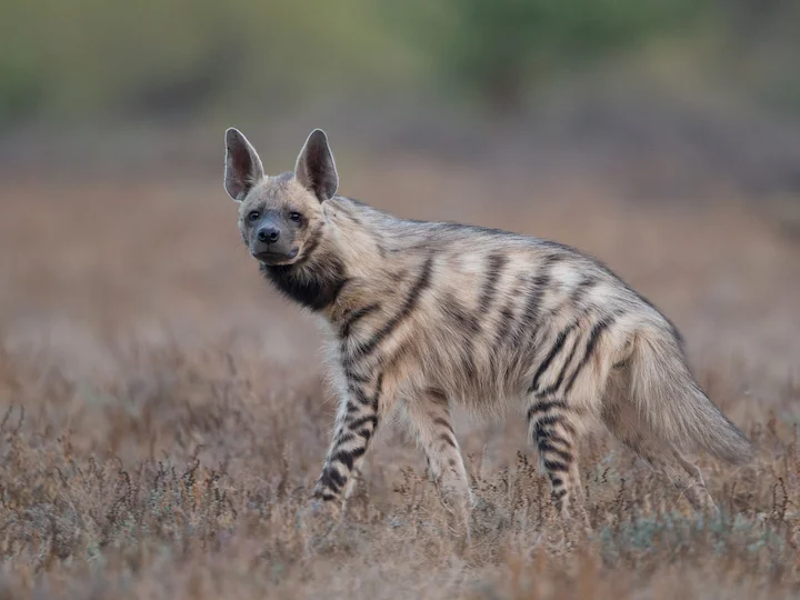 Ճանապարհային բորենի (Բորենի) (Hyaena hyaena), 2 of 3