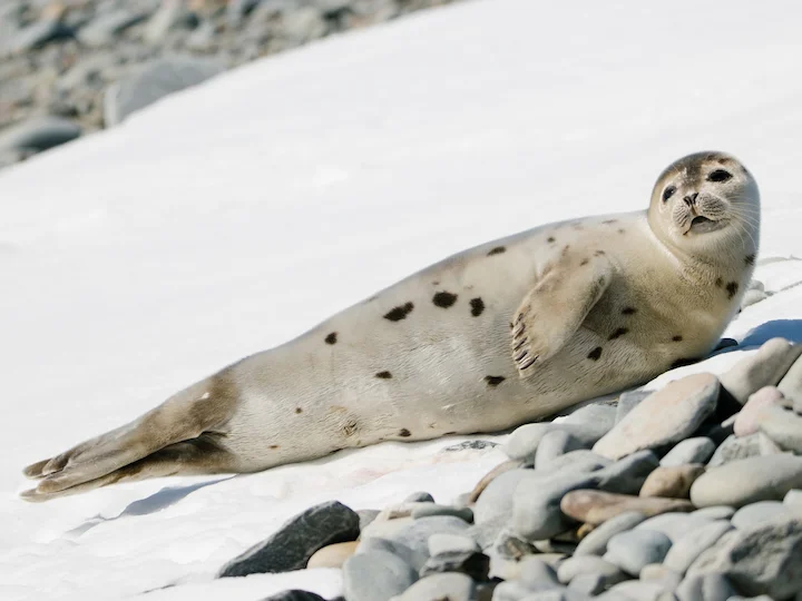 Harp Seal (Greenland Seal) (Pagophilus groenlandicus)