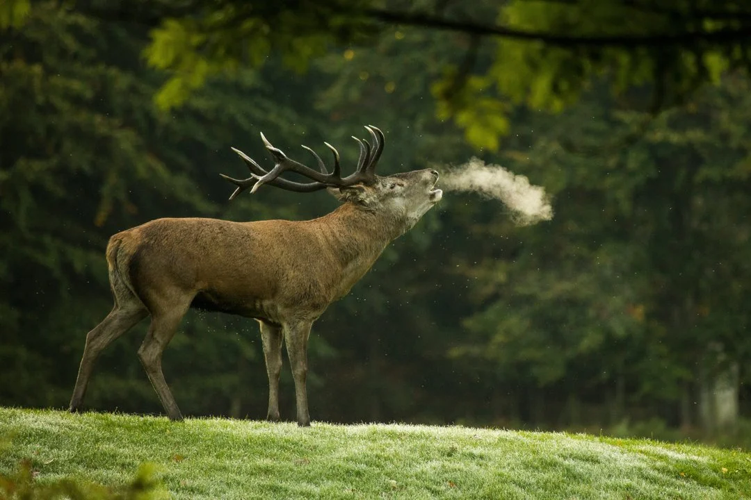 Ontario Hunters Fined $4,500 for Illegal Deer Hunting: A Cautionary Tale on Trespass and Tag Violations