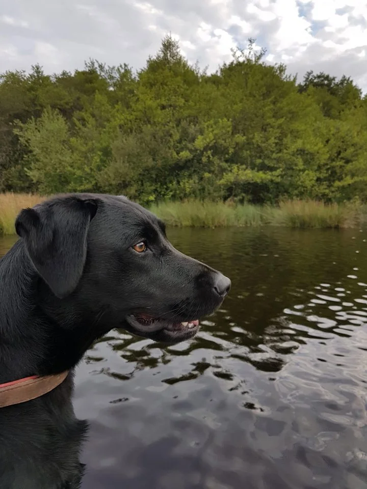 Heureuse de vous annoncer la naissance des 6 chiots issue du mariage de Rivale des Geguis et de Tweed du château de bigny
4 femelles noires
2 mâles noirs
Disponible 3