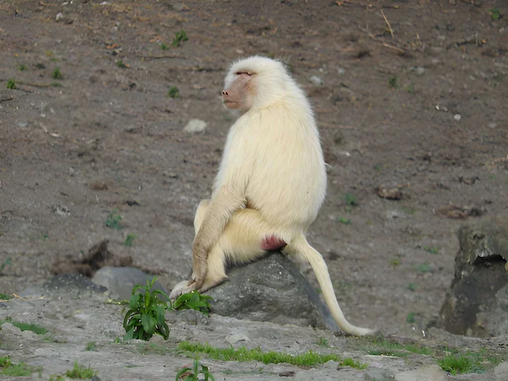 Olive Baboon (Anubis Baboon) (Papio anubis)