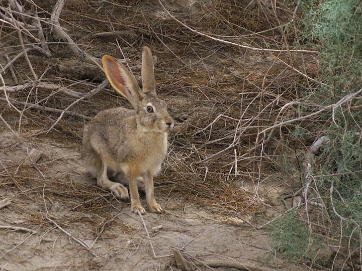 Яркандски заек (Lepus yarkandensis)