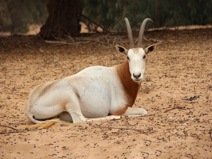 Sahara-Oryx (Scimitar-Oryx) (Oryx dammah)