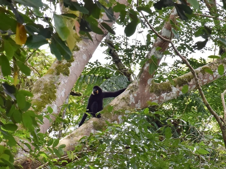Déli sárgaarcú gibon (Nomascus gabriellae)