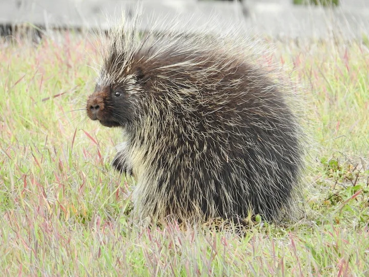 Istrice nordamericano