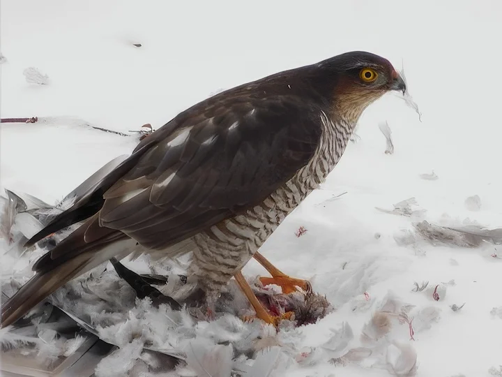 Sparviero (Accipiter nisus)