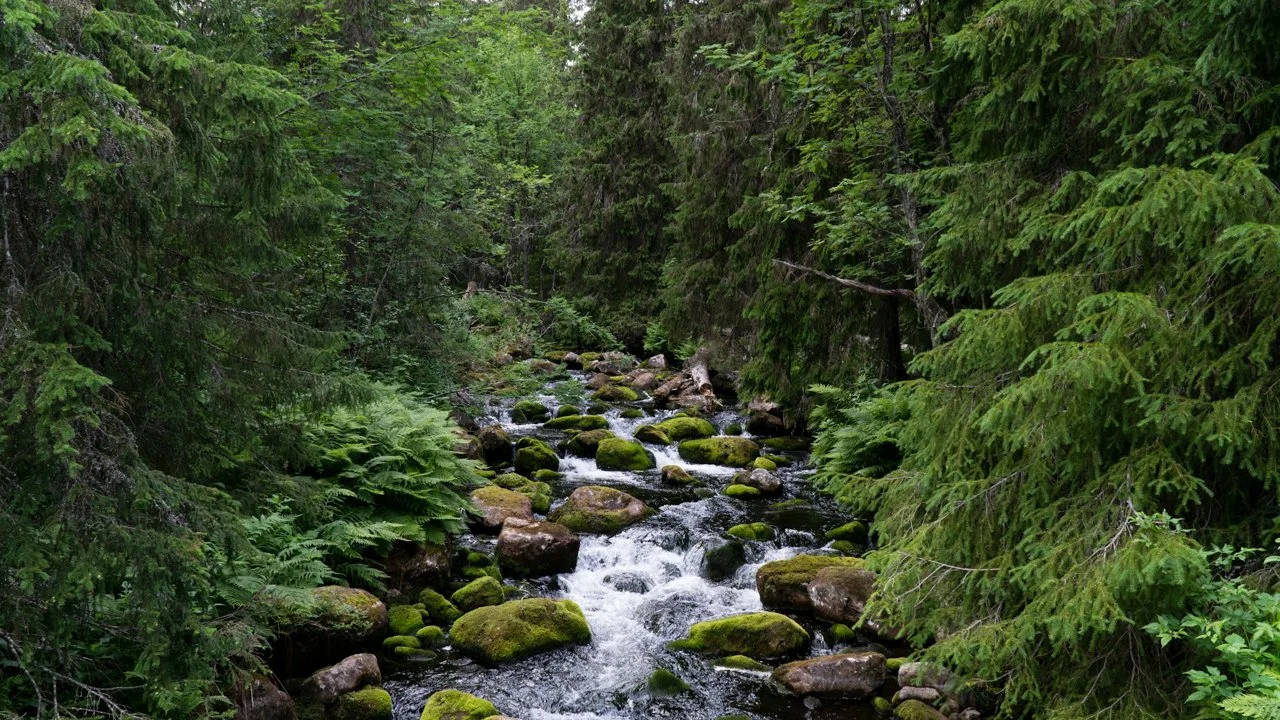 Hunting in Västerbotten Wilderness Areas, Sweden: A comprehensive guide covering species, hunting seasons, regulations,…