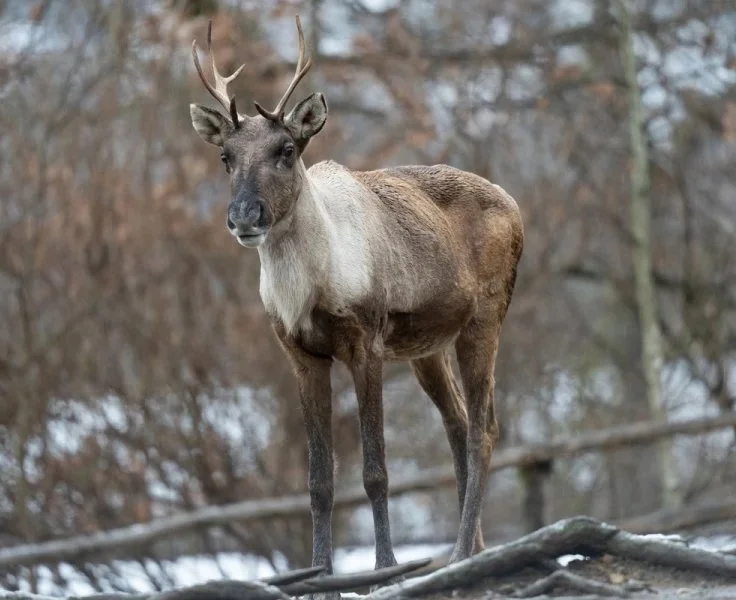 Finnish Forest Reindeer (Finnish Reindeer, Forest Reindeer) (Rangifer tarandus fennicus)