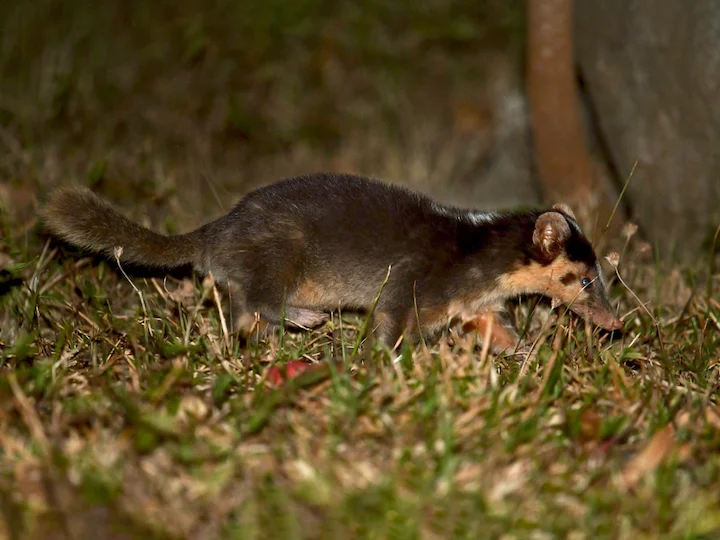 Maskenwiesel (Moschuswiesel) (Melogale moschata)