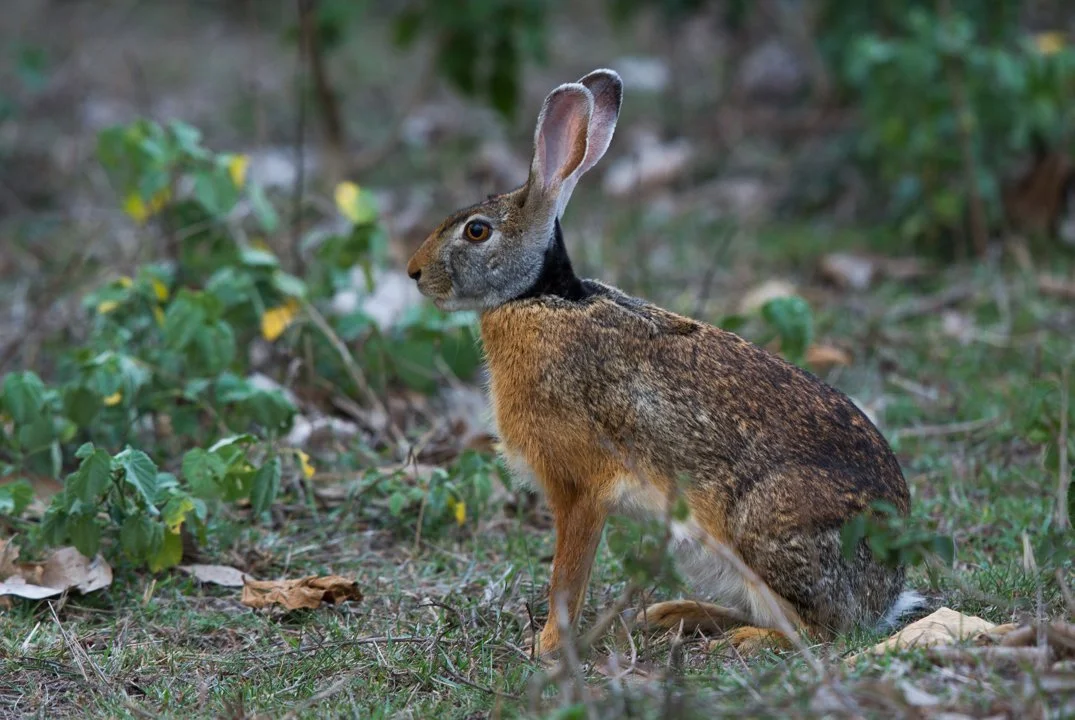 خرگوش سیاه‌گردن (خرگوش هندی) (Lepus nigricollis)