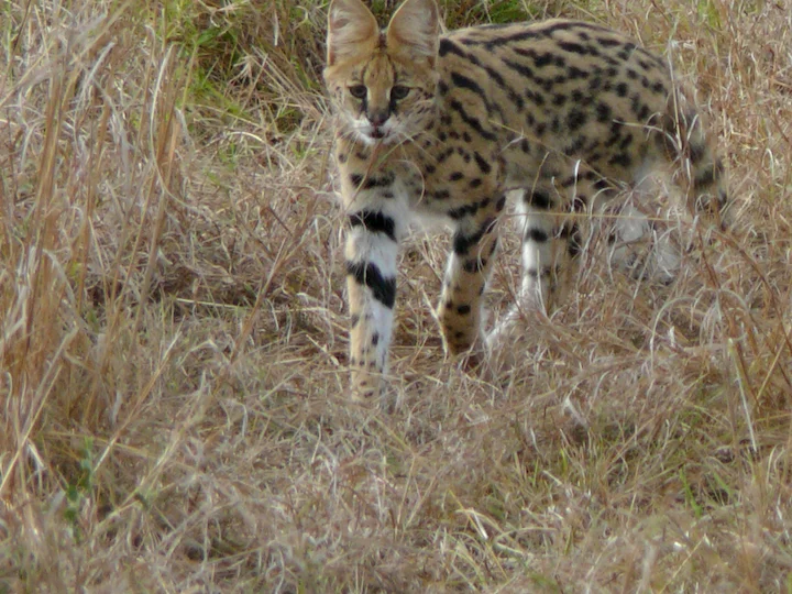 Gatto servalo