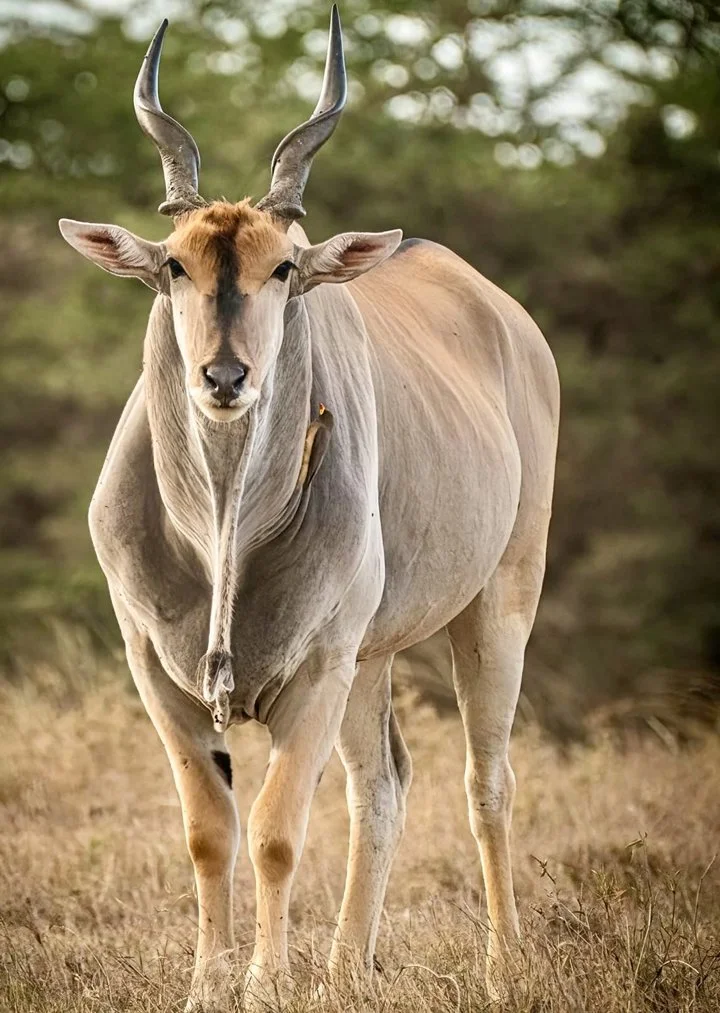 Eland Hunting in Africa: Locations, Methods, Season, Price. A Comprehensive Guide for the Serious Hunter

Eland, the largest of the antelope species, offers a unique and 